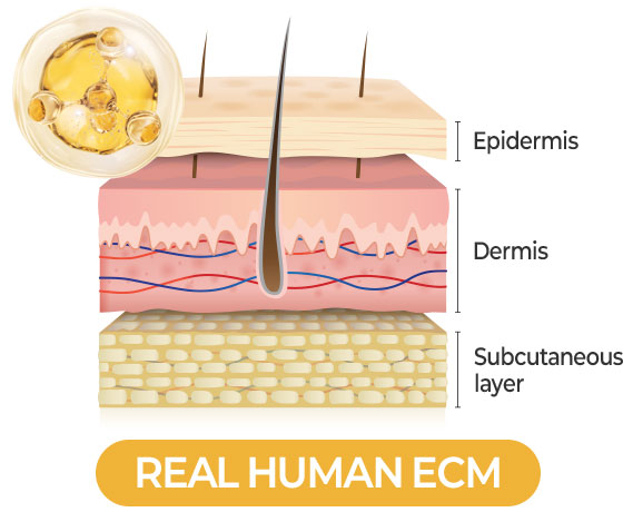 REAL HUMAN ECM